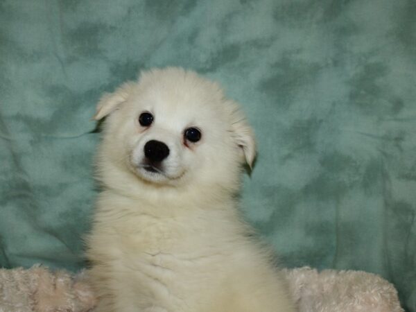 American Eskimo DOG Male White 8690 Petland Dalton, Georgia