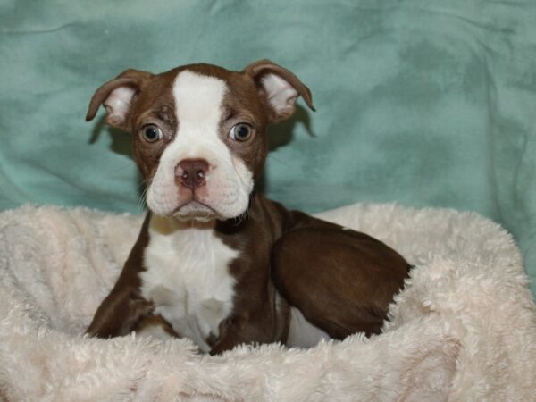 Boston Terrier DOG Male Seal Brindle and White 19248 Petland Dalton, Georgia