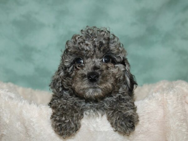 Poodle DOG Male blue merle 19261 Petland Dalton, Georgia