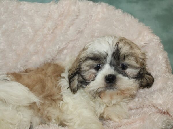 Shih Tzu-DOG-Male-Brown - Wht-19260-Petland Dalton, Georgia