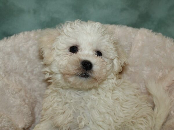 Bichon Frise DOG Male White 19262 Petland Dalton, Georgia