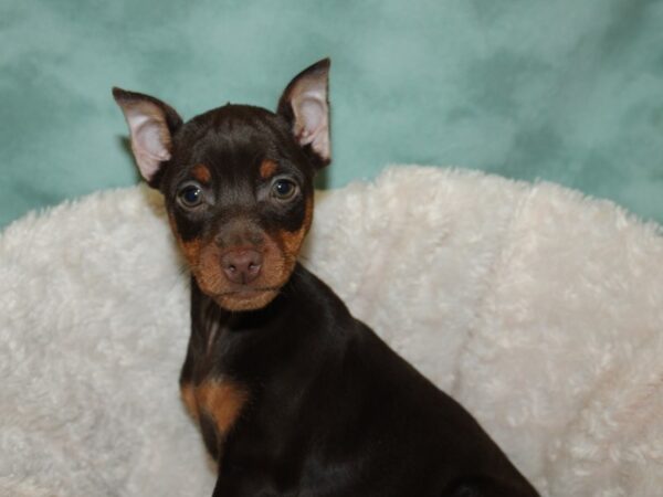 Miniature Pinscher DOG Male Chocolate and Tan 19265 Petland Dalton, Georgia