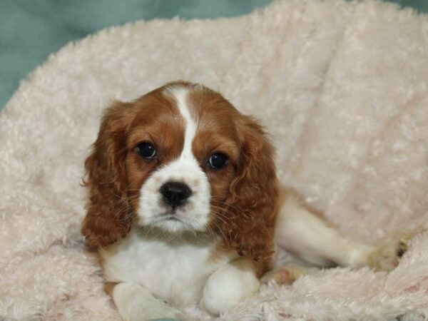 Cavalier King Charles Spaniel DOG Male Blenheim 19267 Petland Dalton, Georgia