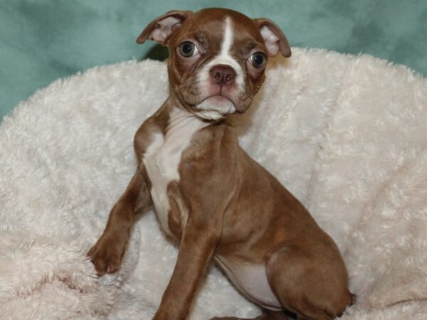 Boston Terrier DOG Female Seal and White 19263 Petland Dalton, Georgia