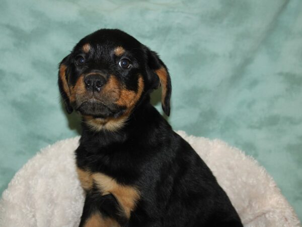 Rottweiler DOG Female Black and Mahogany 19266 Petland Dalton, Georgia