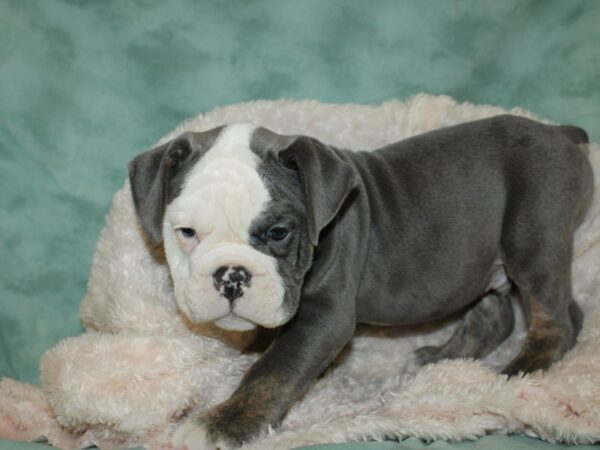 Old English Bulldog-DOG-Male-BLUE TAN-19259-Petland Dalton, Georgia