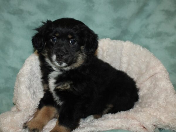 Aussie Heeler-DOG-Female-Black Tri-19258-Petland Dalton, Georgia