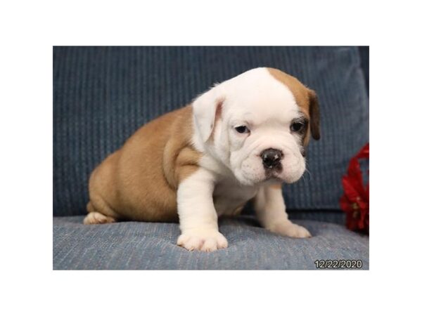 Victorian Bulldoge-DOG-Male-Red / White-8704-Petland Dalton, Georgia