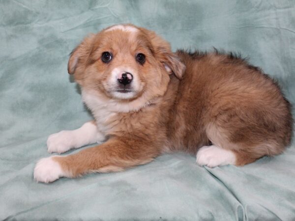 Aussie Heeler-DOG-Female-Brown & White-8696-Petland Dalton, Georgia