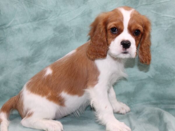 Cavalier King Charles Spaniel DOG Male Blenheim 8703 Petland Dalton, Georgia