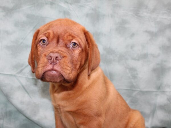 Dogue De Bordeaux-DOG-Female-Red-8688-Petland Dalton, Georgia