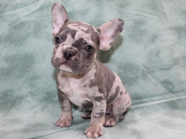 French Bulldog DOG Male blue merle 8698 Petland Dalton, Georgia