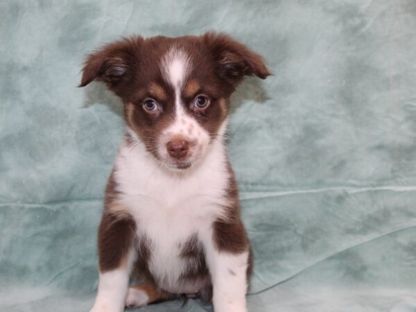 Mini Aussie-DOG-Female-Red Tri-8695-Petland Dalton, Georgia