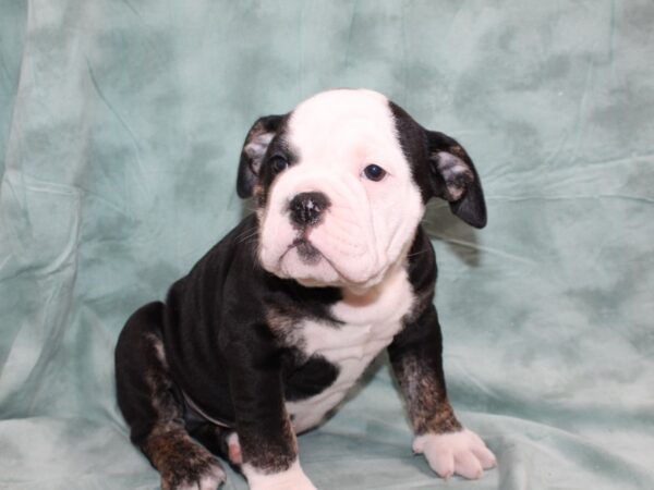 Old English Bulldog DOG Male BLK TRI 8697 Petland Dalton, Georgia