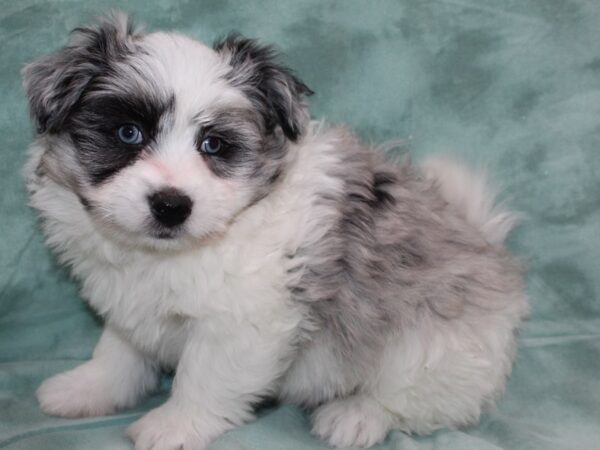 Pomachon DOG Male blue merle 8702 Petland Dalton, Georgia