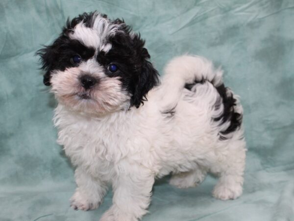 Teddy DOG Male BLK WHITE 8700 Petland Dalton, Georgia