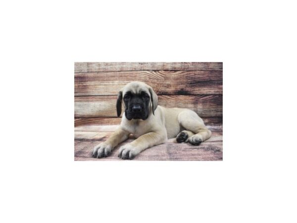 English Mastiff-DOG-Male-Fawn-8710-Petland Dalton, Georgia