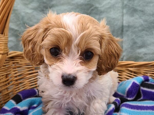 Cavachon DOG Female BLENHEIM 8716 Petland Dalton, Georgia