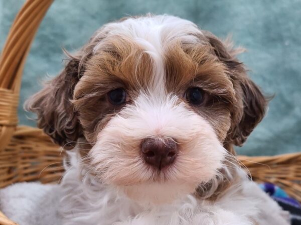 Havapoo DOG Female choc MERLE 8713 Petland Dalton, Georgia