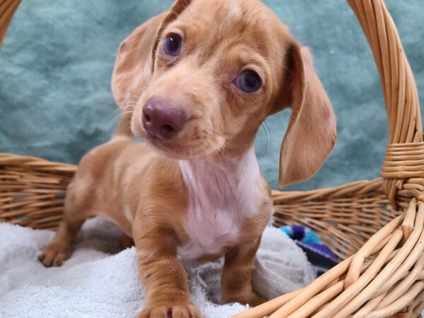 Dachshund DOG Female DAPPLE 8714 Petland Dalton, Georgia