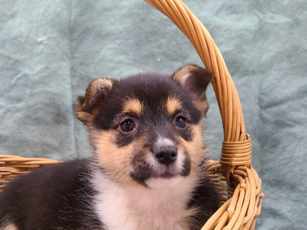 Pembroke Welsh Corgi-DOG-Female-TRI-8720-Petland Dalton, Georgia