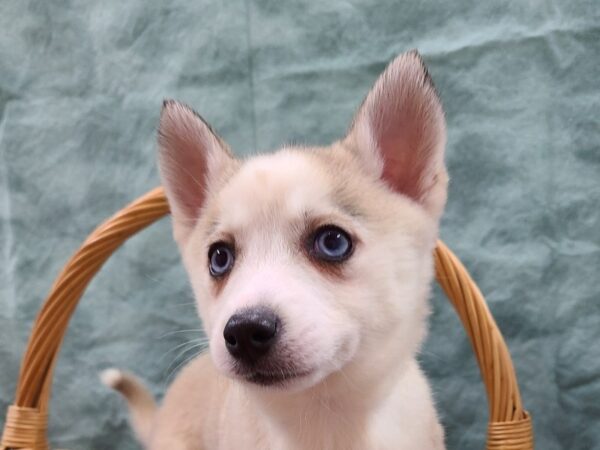 Pomsky DOG Female 8719 Petland Dalton, Georgia