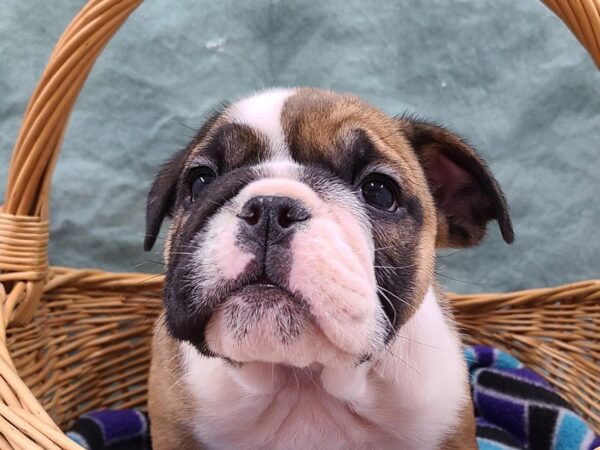 English Bulldog DOG Female FAWN WHITE 8715 Petland Dalton, Georgia