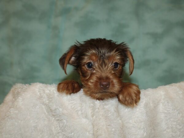 Yorkshire Terrier DOG Female choc tan 19271 Petland Dalton, Georgia