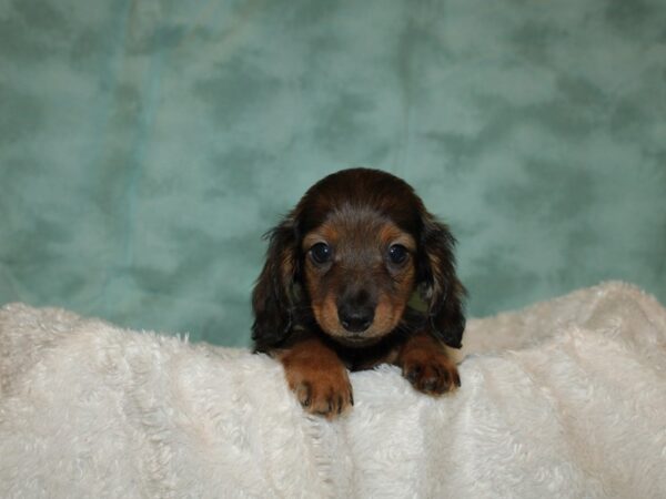 Dachshund DOG Male BLK TAN 19274 Petland Dalton, Georgia