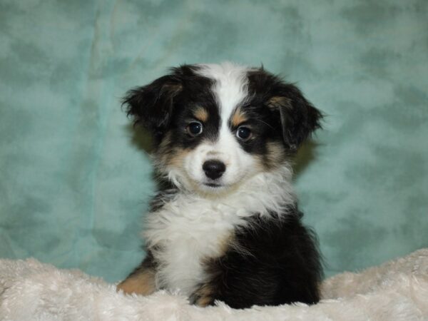 Miniature Australian Shepherd DOG Female Black 19269 Petland Dalton, Georgia