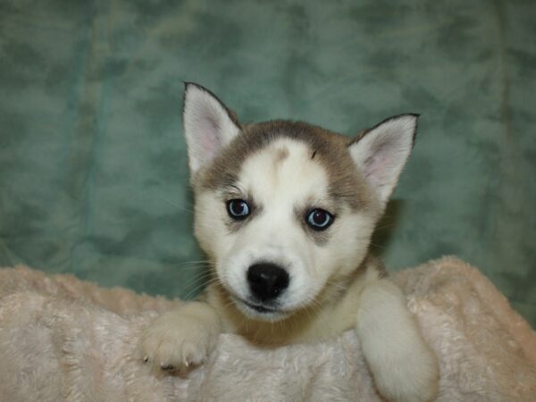 Pomsky DOG Female 19280 Petland Dalton, Georgia