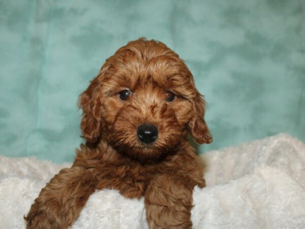 F2 MINI GOLDENDOODLE DOG Female Red 19270 Petland Dalton, Georgia