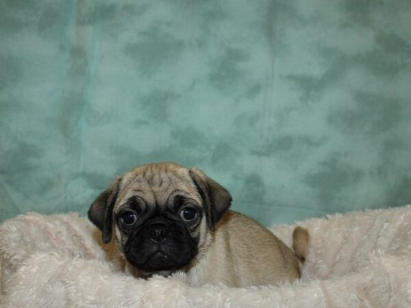 Pug DOG Female FAWN 19277 Petland Dalton, Georgia