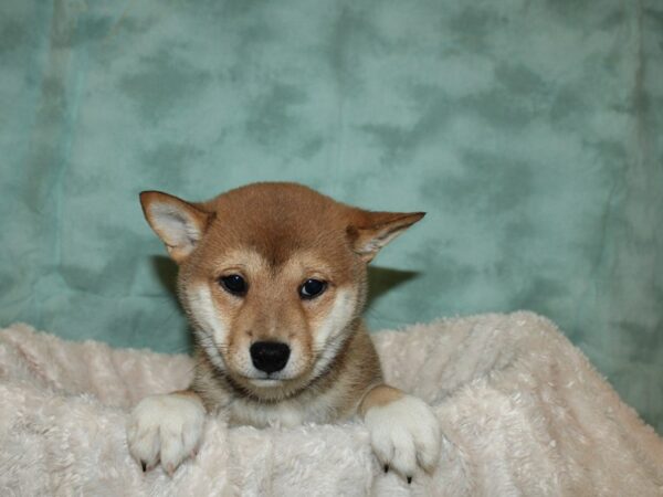 Shiba Inu DOG Female RED 19275 Petland Dalton, Georgia