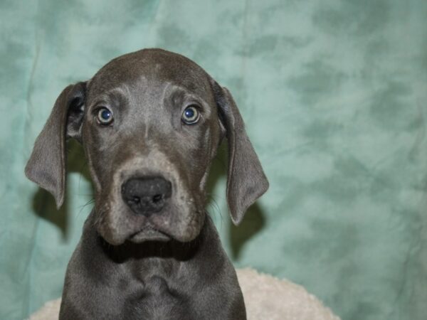 Great Dane DOG Male Blue 19282 Petland Dalton, Georgia