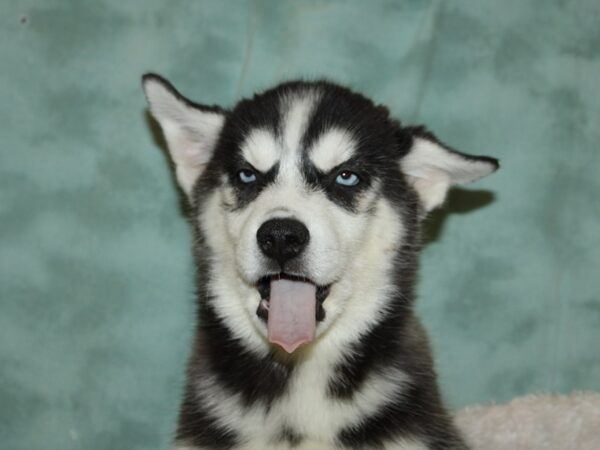 Siberian Husky DOG Female Black / White 19283 Petland Dalton, Georgia