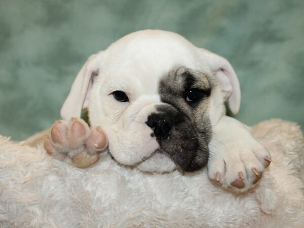 English Bulldog DOG Female Fawn and White 19291 Petland Dalton, Georgia