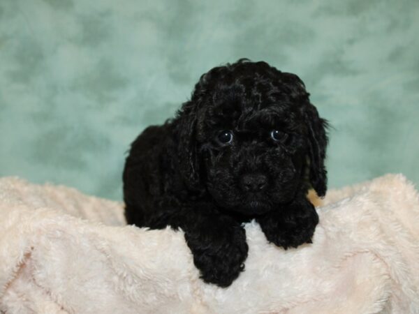 Cockadoodle DOG Female BLK 19295 Petland Dalton, Georgia