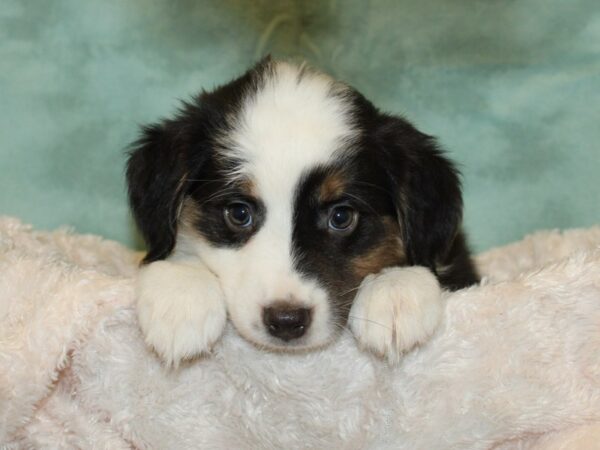 Mini Aussie-DOG-Male-Black Tri-19287-Petland Dalton, Georgia