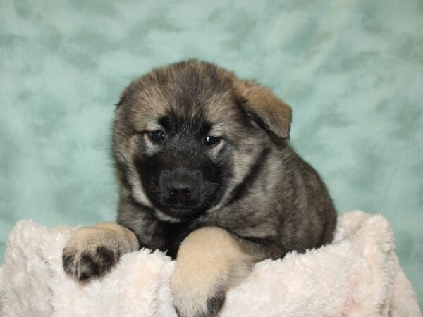 Norwegian Elkhound DOG Female Sable 19288 Petland Dalton, Georgia