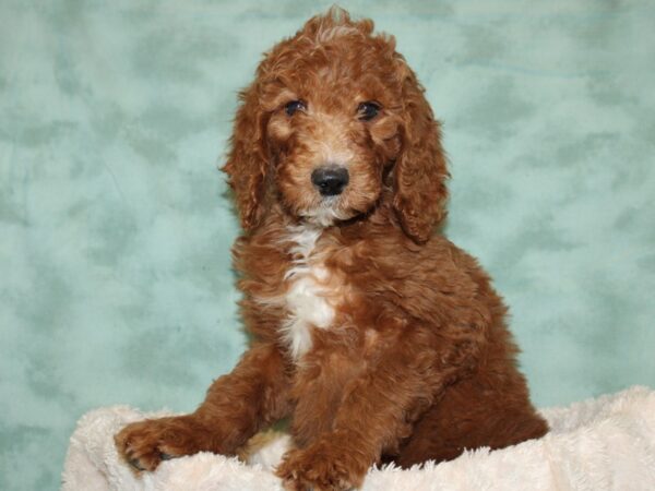 F2 STANDARD GOLDENDOODLE DOG Female Red 19289 Petland Dalton, Georgia