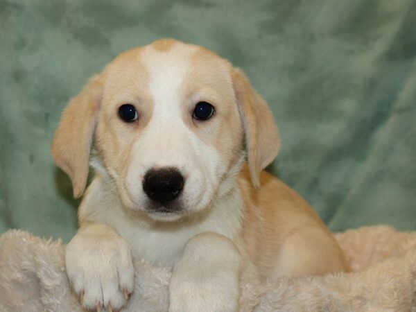 Mix DOG Female Cream and White 19290 Petland Dalton, Georgia