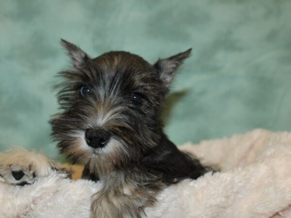 Miniature Schnauzer DOG Female Salt / Pepper 19285 Petland Dalton, Georgia