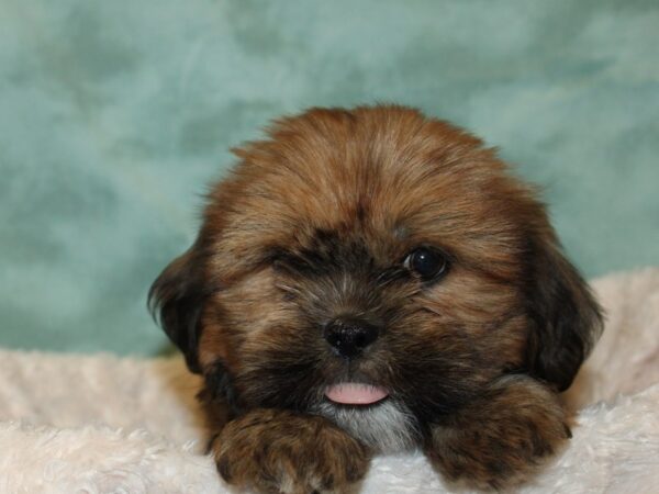 Lhasa Apso DOG Female Red 19284 Petland Dalton, Georgia