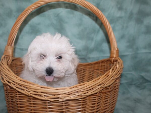 Bichapoo-DOG-Male-BROWN WH-8731-Petland Dalton, Georgia