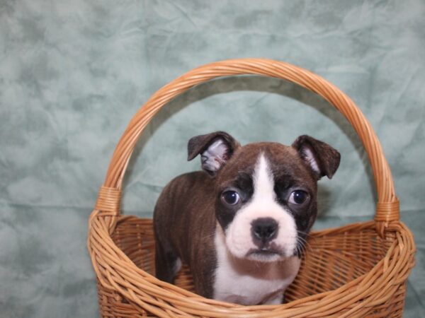 Boston Terrier DOG Male BRINDLE WH 8735 Petland Dalton, Georgia