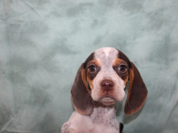 Beagle DOG Male Brown and White 8728 Petland Dalton, Georgia