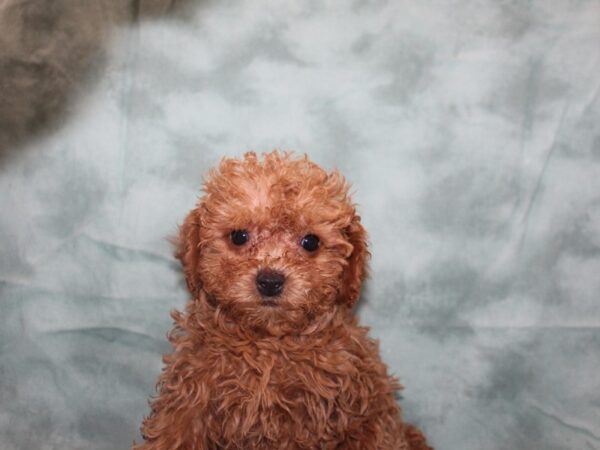 Poodle DOG Female Apricot 8722 Petland Dalton, Georgia