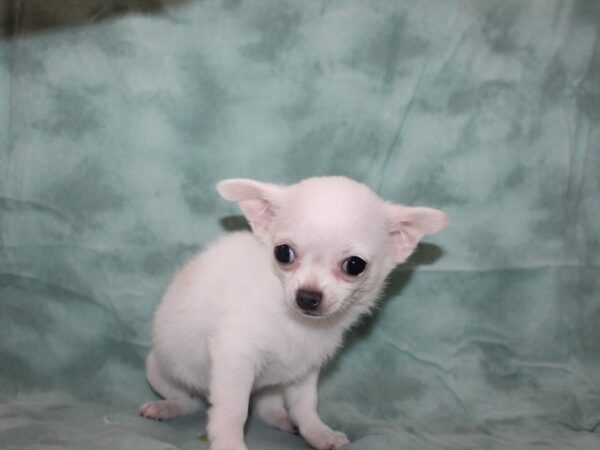 Chihuahua DOG Male White / Blue Fawn 8725 Petland Dalton, Georgia