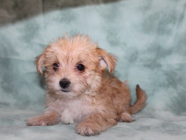 Morkie-DOG-Female-BIEGE-8730-Petland Dalton, Georgia